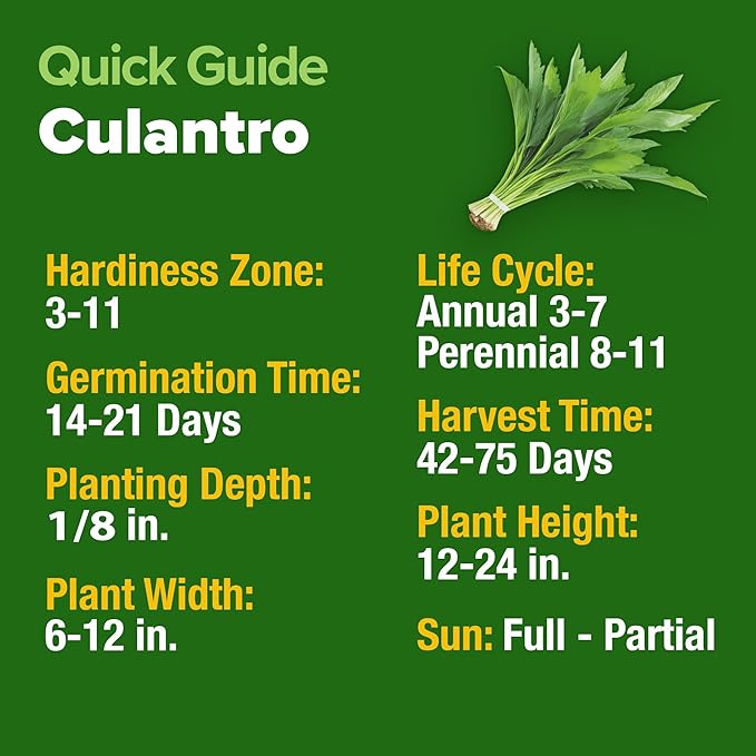 HOME GROWN Non GMO Culantro Seeds 360 Herb Seeds for Planting Non-GMO Heirloom Variety, Robust Flavor, Thrives in Heat, Grows Indoors or Outdoors, Cilantro Substitute (Eryngium Foetidum)