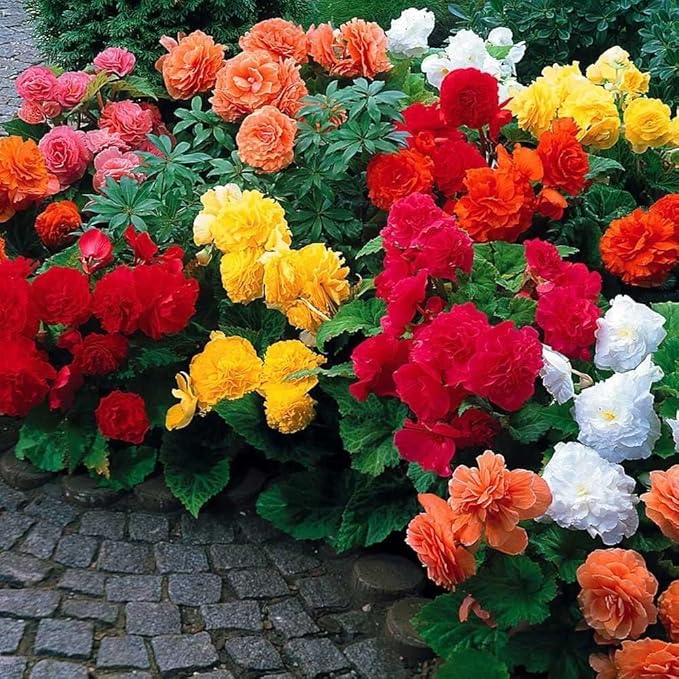 Begonia Flower Bulb Mix - Colorful Showy Blooms - Assorted Colors (15 Bulbs)