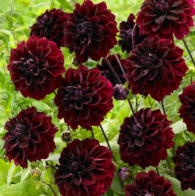 Dark Fubuki Dahlia Bulbs - Dark Red Dahlia, Perennial Dinnerplate Dahlia Flowering Bulbs | Large Blooms, Easy to Grow, Perfect for Cut (4 Pack)