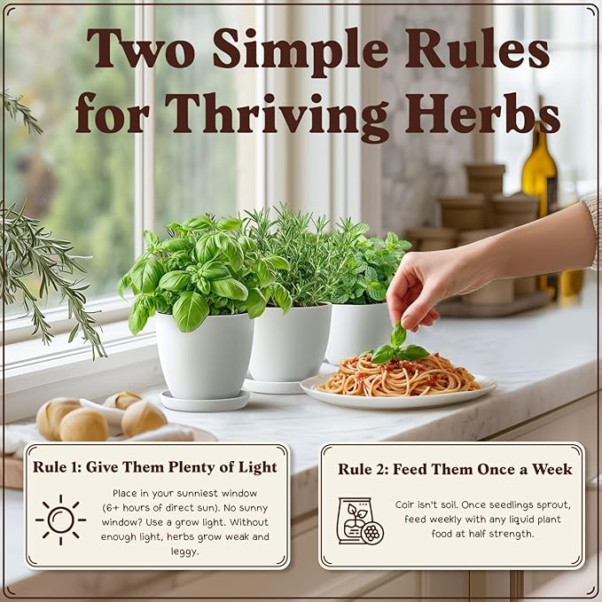 Seedboy Organic 10 Herb Garden Starter Kit for Planting Indoor or Outdoor, Non-GMO USDA Certified Seed, Cool Unique Gift for Gardeners, Mom Birthday, Friends, Plant Lovers (Herb Garden Starter Kit)