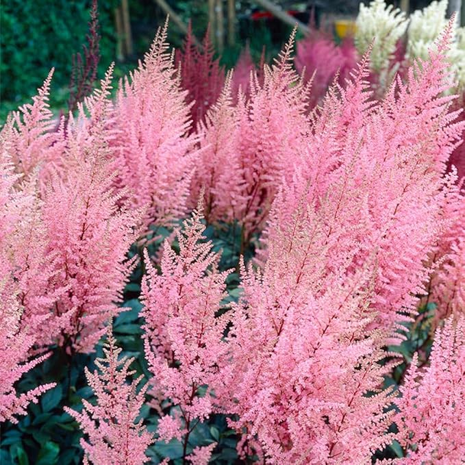 1000 Pcs Mixed Astilbe Seeds Perennial-Shade Tolerant Flower Seeds for Planting Vibrant Blooms in Moist Areas & Pollinator-Garden Borders Friendly with High Germination Rate