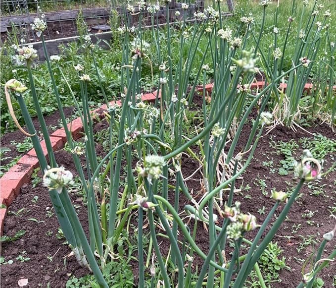100 Egyptian Walking Onions Seeds for Planting, Not Bulbils