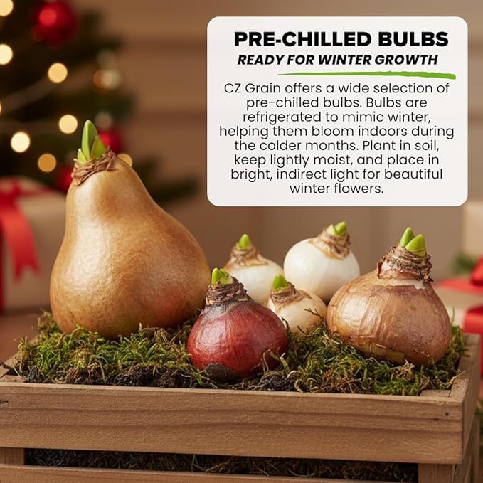 Pre-Chilled Blue Moon Crocus Bulbs for Forcing Indoors – Holiday Gift of Winter Cheer – Easy Flowers in Pots or Planters – Bloom Indoors or Plant Outdoors (20 Bulbs)