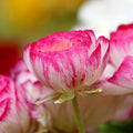Ranunculus Bulbs - Picotee Pink - Beautiful Pink and White Flowers - Large and Healthy Ranunculus Corms Ready to Grow in Spring or Summer Gardens from Hand Picked Nursery (5)