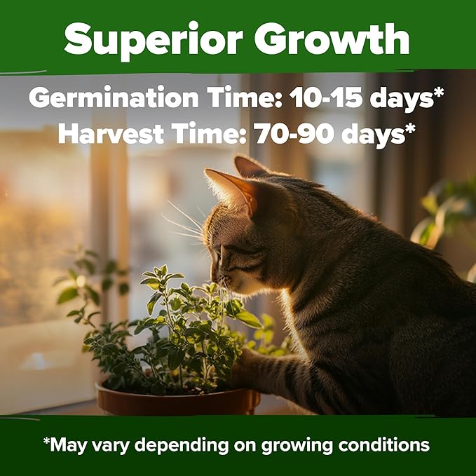 HOME GROWN Non GMO Catnip Seeds (Bulk Pack) Heirloom Herb 2,116 Seeds - Indoor or Outdoor Seed - High-Germination Cat Nip - Cat Safe Plants (Nepeta cataria)