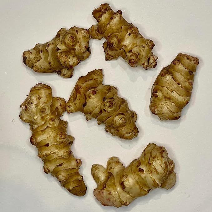 Jerusalem Artichoke Live Tubers, 7 Fresh Sunchoke Bulbs for Planting by Greenhouse PCA