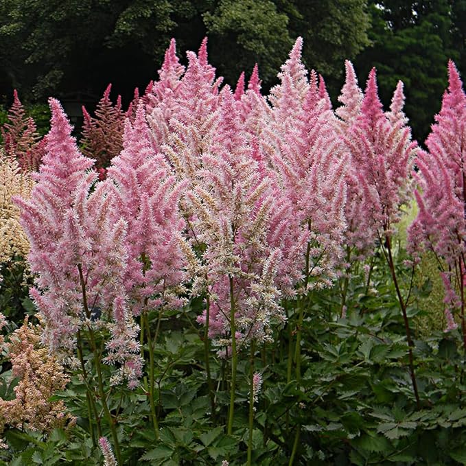1000 Pcs Mixed Astilbe Seeds Perennial-Shade Tolerant Flower Seeds for Planting Vibrant Blooms in Moist Areas & Pollinator-Garden Borders Friendly with High Germination Rate