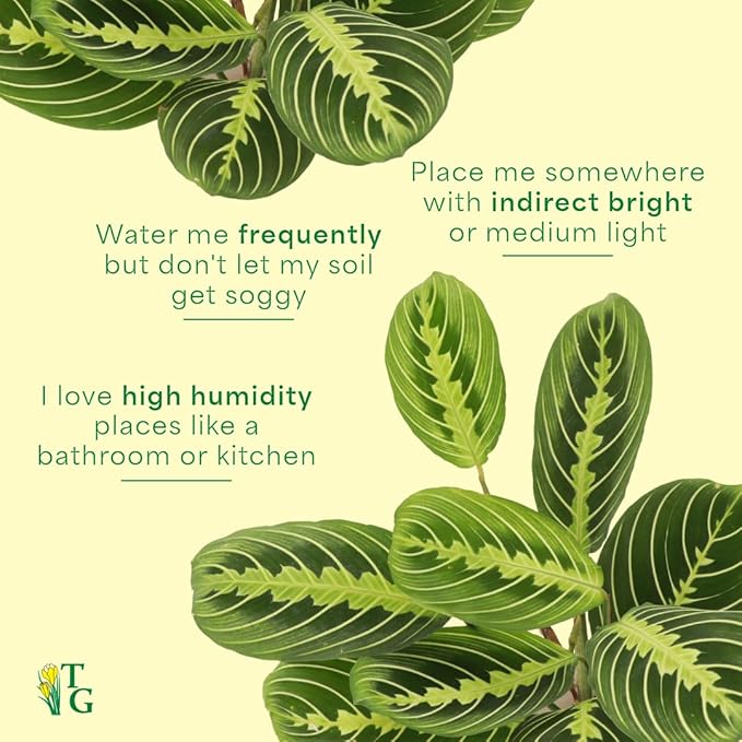 Thorsen's Greenhouse Lemon Lime Prayer Plant, Live Indoor Plant, Pet Friendly, Attractive Houseplant, Lemon Maranta, Natural Air Purifier, Easy to Grow, 4" Diameter Pot (Natural)