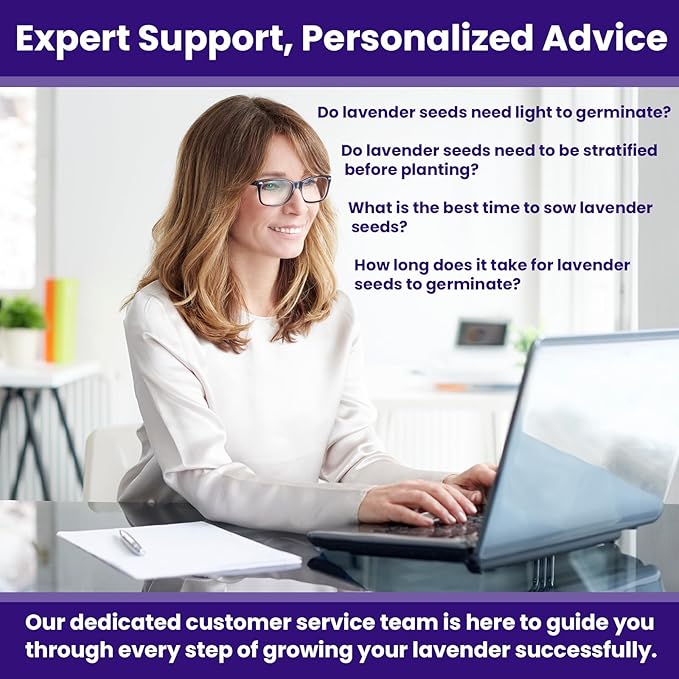 NatureZ Edge 7500 English Lavender Seeds for Planting Outdoors or Indoors, 90% Germination, to Give You The Lavender Plant You Need, Non-GMO, Heirloom Herb Seeds (5 Pack)