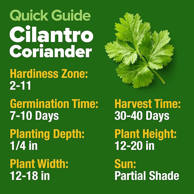 HOME GROWN Non GMO 500+ Cilantro Seeds for Planting Indoors or Outdoors - Heirloom Coriander Seeds, Grow Your Own Cilantro Plant - Culinary Herb Seeds for Your Herb Garden