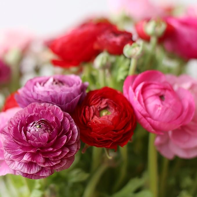 Easy to Grow Ranunculus Tecolote Very Berry Collection 30 Plant Bulbs - Pink Purple & Red Flowers Spring Full Sun Temperate Climate from Carlsbad Flower Fields