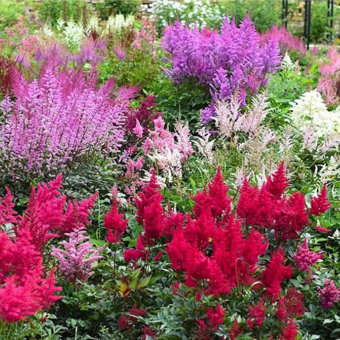 1000 Pcs Mixed Astilbe Seeds Perennial-Shade Tolerant Flower Seeds for Planting Vibrant Blooms in Moist Areas & Pollinator-Garden Borders Friendly with High Germination Rate