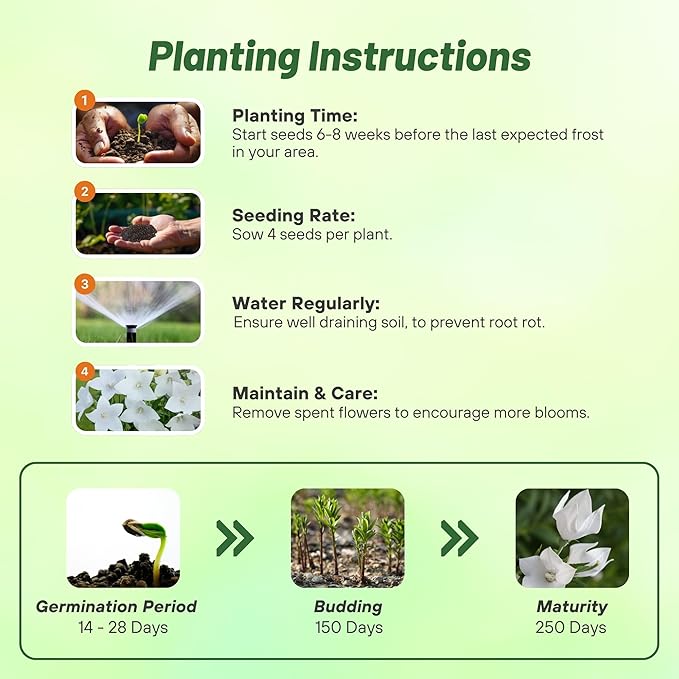 Outsidepride White Balloon Flower Seeds for Planting – 1000 Pcs Perennial, Drought-Tolerant, Easy to Grow, Low Maintenance, Pollinator-Friendly, Star-Shaped Blooms for Outdoor Gardens and Borders