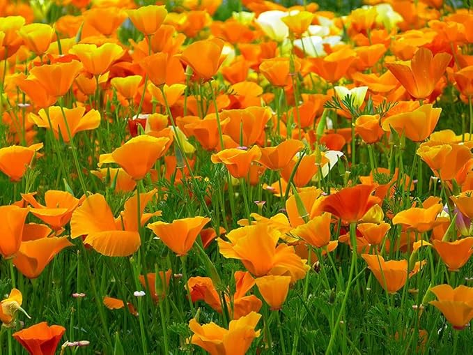 4000 Golden California Poppy Seeds - State Flower, Golden Orange Poppy, Re-Seeds