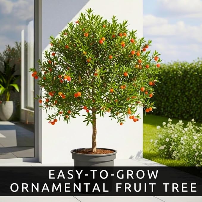 30 Strawberry Tree Seeds – Arbutus Unedo – Non-GMO Seeds for Home Planting – Attractive Ornamental Trees with Edible Fruit – Easy-to-Grow for Gardens, Containers, and Landscaping