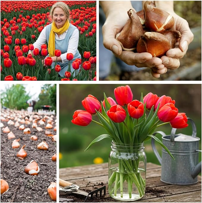 Tulip Bulbs for Fall Planting Bulk, 25 Mix Color Tulip Bulbs, Large Bulbs for Growing Indoors Outdoors, Easy to Plant