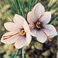 Saffron Bulbs Seeds (20+ Seeds) | Non GMO | Vegetable Fruit Herb Flower Seeds for Planting | Home Garden Greenhouse Pack