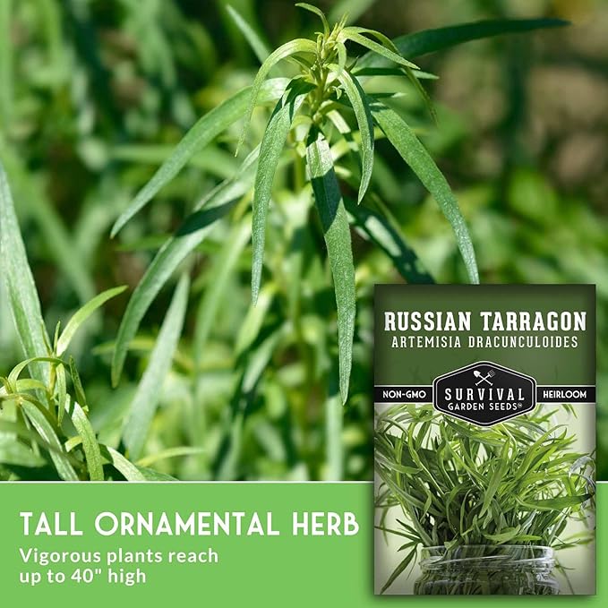 Russian Tarragon Seeds for Planting - Plant & Grow Big Flowering Herbs in Your Home Vegetable Garden - Non-GMO Heirloom Variety - Survival Garden Seeds (5 Packs)