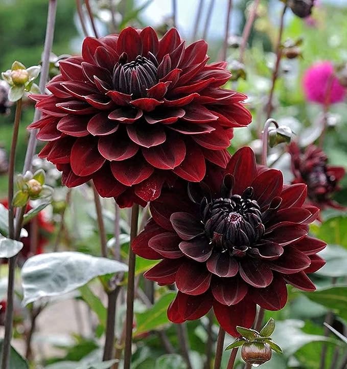 Dark Fubuki Dahlia Bulbs - Dark Red Dahlia, Perennial Dinnerplate Dahlia Flowering Bulbs | Large Blooms, Easy to Grow, Perfect for Cut (4 Pack)