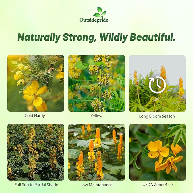 Outsidepride Wild Senna Seeds - 200 Pcs. Perennial, Low Maintenance & Pollinator Friendly, Herb Seeds for Planting Tall, Vibrant Yellow Blooms for Garden Beds, Borders & Wildflower Meadows