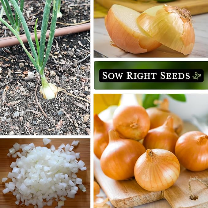 Sow Right Seeds - Texas Early Grano Onion Seeds for Planting - Non-GMO Heirloom Packet with Instructions to Plant a Home Vegetable Garden - Grow Classic Yellow Short Day Onions - Kitchen Staple