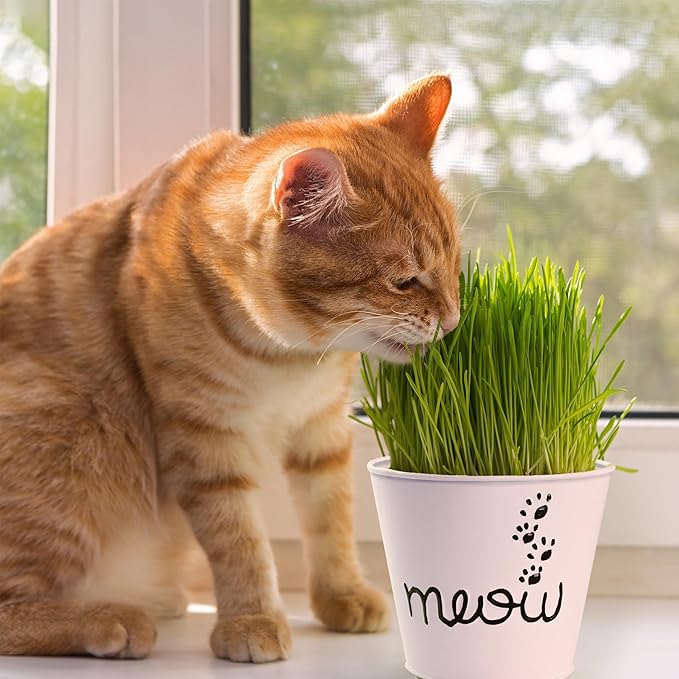 Garden State Bulb Cat Grass for Indoor Cats - Growing Kit - Organic Cat Grass Seeds, Soil with Mouse Toy and Meow Container (Non GMO) - Locally Sourced Seeds! (2 Pack)