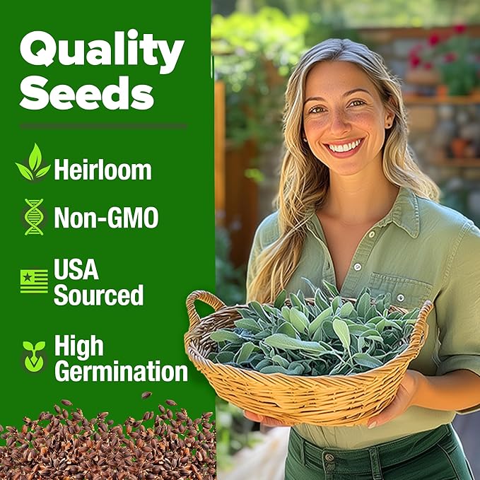 HOME GROWN Non GMO White Sage Seeds 323 Pack Heirloom Seeds - Grow Aromatic Sage Plants for Your Herb Seeds Garden with Sage for Planting Outdoor or Indoor (Salvia apiana)