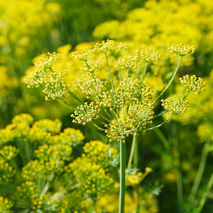 Banyan Botanicals Organic Fennel Seeds – Foeniculum Vulgaris – Grow in Your Home Garden for Fennel Bulb and Seeds – 50 Count – Open Pollinated Non-GMO Easy to Grow