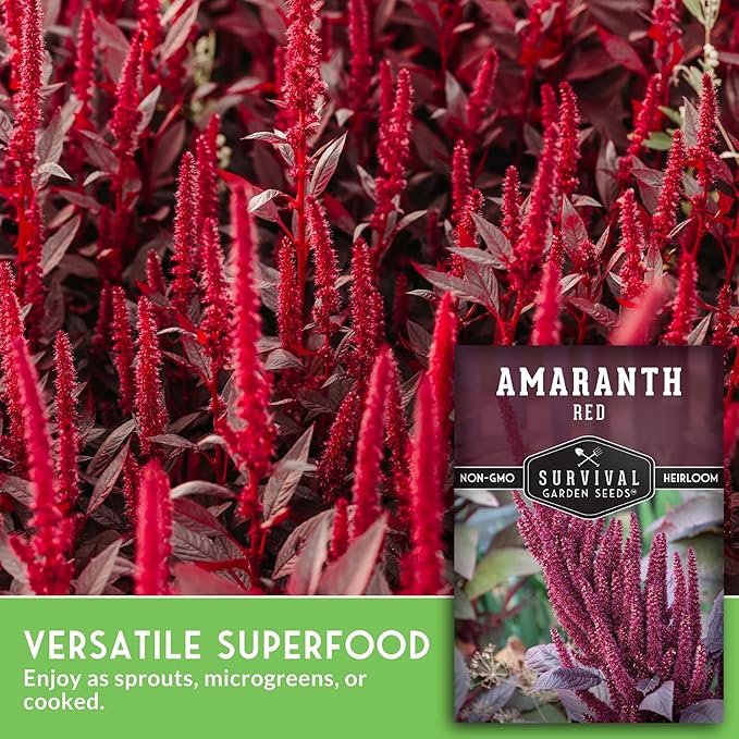Survival Garden Seeds - 3 Packs Red Amaranth Seed for Planting with Instructions to Grow Giant Burgundy Flowering Plants in Your Home Vegetable Garden - Non-GMO Heirloom Pseudograin Variety