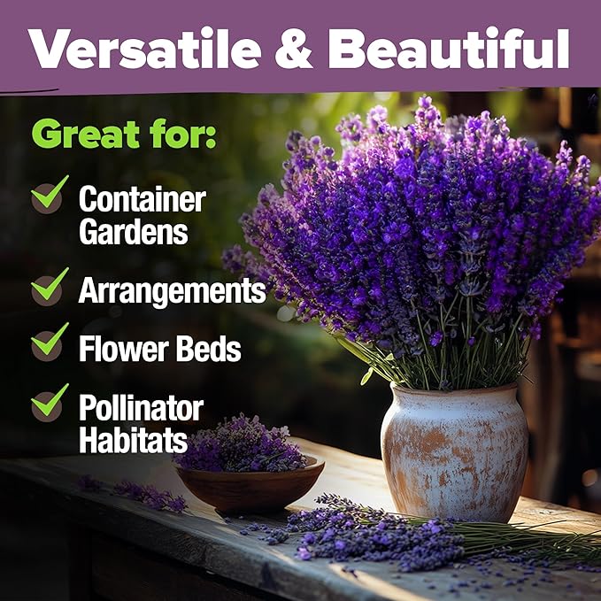 HOME GROWN Non GMO English Lavender Seeds 1,500+ Wildflower Seed for Planting Indoor/Outdoor, High Germination, Plant Flower Seeds (Lavandula antustifolia)