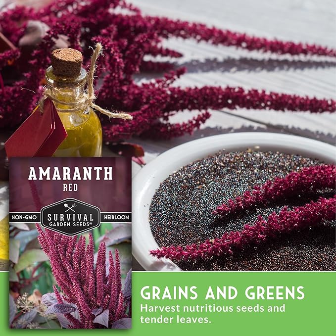 Red Amaranth Seed for Planting with Instructions to Grow Giant Burgundy Flowering Plants in Your Home Vegetable Garden - Non-GMO Heirloom Pseudograin Variety
