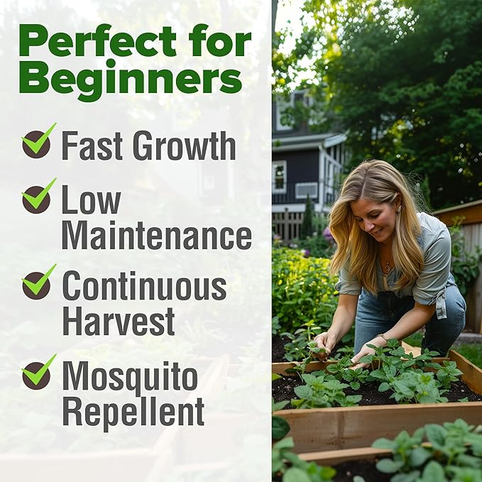 HOME GROWN Non GMO Lemon Balm Seed Pack - 403 Non-GMO USA Heirloom Herbal Tea Seeds - Bulk Lemon Balm Seeds for Planting Gardens Indoors or Outdoors - Herb Seeds (Melissa officinalis)