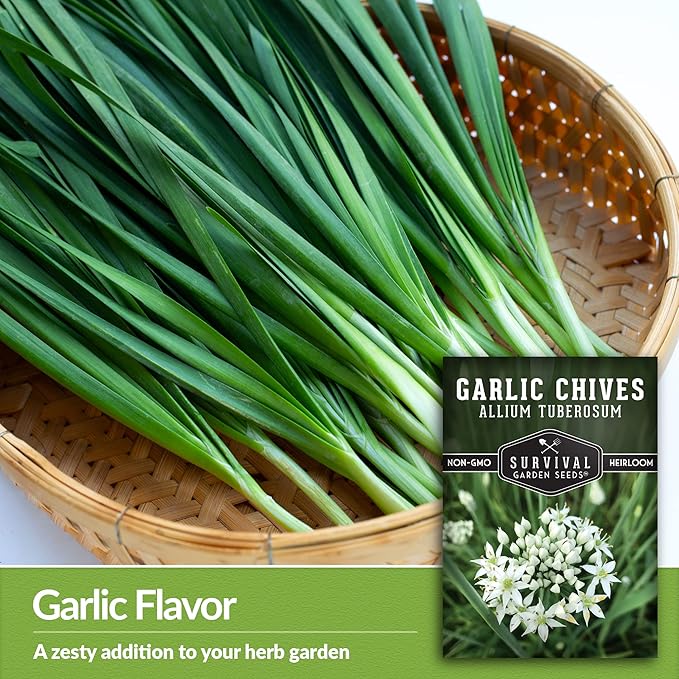 Survival Garden Seeds 5 Packs Garlic Chives Seed for Planting - Packet with Instructions to Grow Delicious Perennial Herbs in Your Home Vegetable Garden - Non-GMO Heirloom