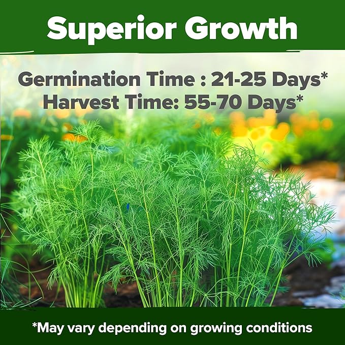 HOME GROWN Non GMO Dill Seeds for Planting 1,014 Bouquet Dill Seeds and Heirloom Herb Seeds for Planting Outdoors, Grow Your Fragrant Dill Herb Garden (Anethum graveolens)