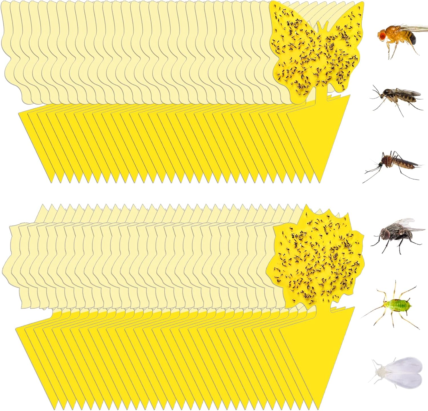 36 Pack Fruit Fly Traps for Indoors, Gnat Traps for House Indoor, Sticky Traps Fungus Gnats Killer for Mosquito and Flying Insects, Bug Pest Insect Catcher Killer for Houseplant