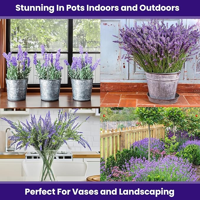 NatureZ Edge 3000 English Lavender Seeds for Planting Outdoors or Indoors, 90% Germination, to Give You The Lavender Plant You Need, Non-GMO, Heirloom Herb Seeds (2 Pack)
