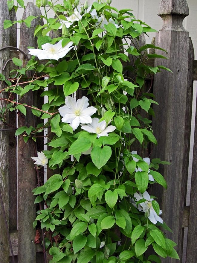 Henryi Clematis Vine - Pure White - 2.5" Pot