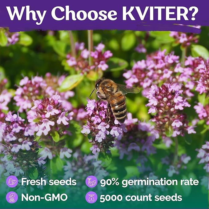 KVITER 5000 Purple Creeping Thyme Seeds for Planting (Thymus serpyllum), Heirloom Creeping Thyme Seeds Ground Cover Plants, Bee-Friendly Perennial Garden Seeds, Ideal Flower for Pathways, Rock Gardens
