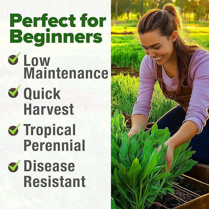 HOME GROWN Non GMO Culantro Seeds 360 Herb Seeds for Planting Non-GMO Heirloom Variety, Robust Flavor, Thrives in Heat, Grows Indoors or Outdoors, Cilantro Substitute (Eryngium Foetidum)