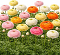 Easy to Grow Ranunculus Tecolote Tropical Sunset Collection 30 Plant Bulbs - Orange Pink & Yellow Flowers Spring Full Sun Temperate Climate from Carlsbad Flower Fields