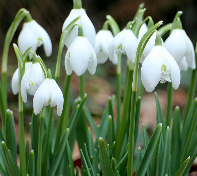 (2) Spectacular Single Snowdrops/Snowflakes Galanthus Flowering Bulbs