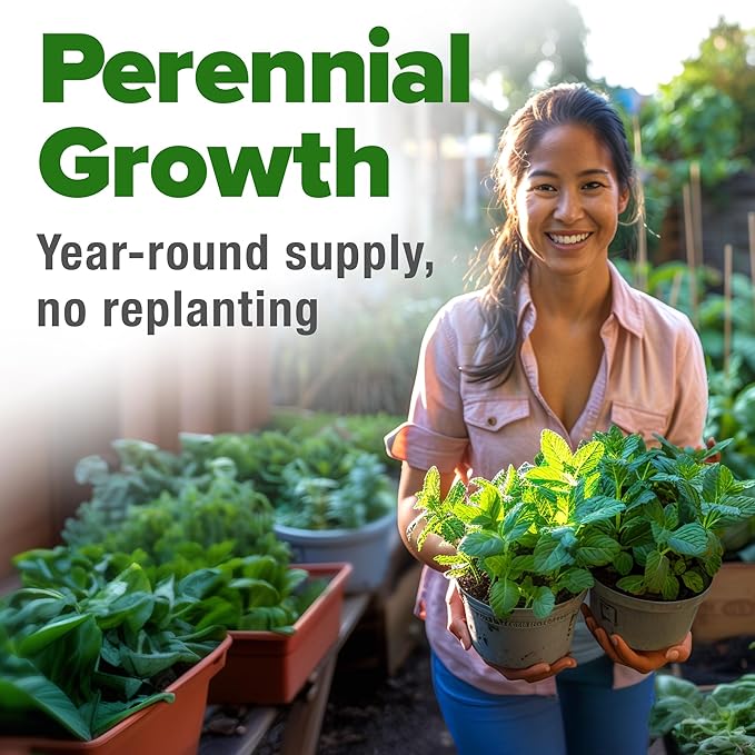 HOME GROWN Non GMO Common Mint Seeds (Bulk Pack) 1,800 Heirloom Herb Seeds, USA Sourced | Ideal for Planting Outdoors or Indoors for a Fresh Mint Tea Garden (Mentha spp)