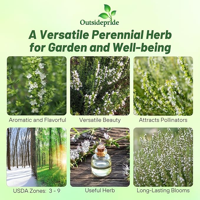 Outsidepride White Hyssop Seeds for Planting - 500 Pcs Perennial Herb Garden Seeds with Fragrant Blooms Attractive to Pollinators, for Small Gardens, Containers, & Xeriscaping