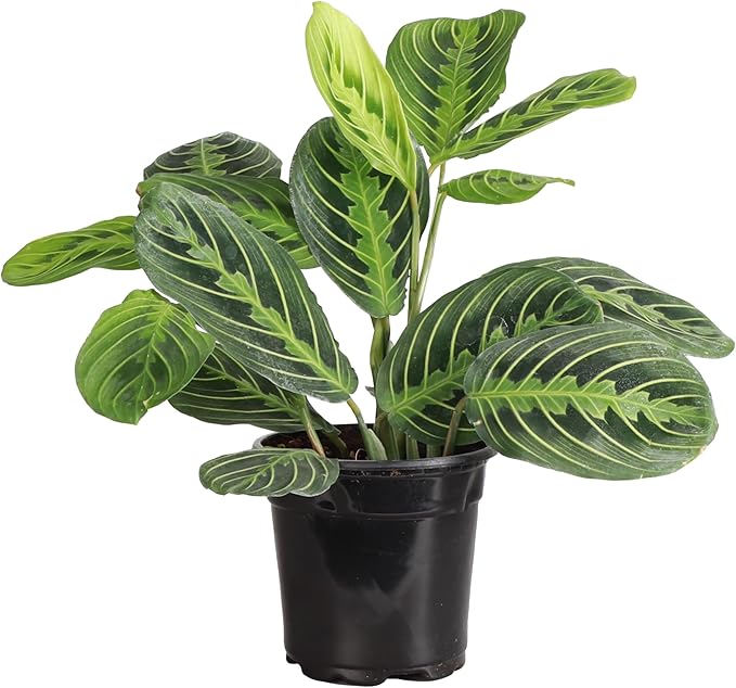 Thorsen's Greenhouse Lemon Lime Prayer Plant, Live Indoor Plant, Pet Friendly, Attractive Houseplant, Lemon Maranta, Natural Air Purifier, Easy to Grow, 4" Diameter Pot (3 Pack Nursery Pots)