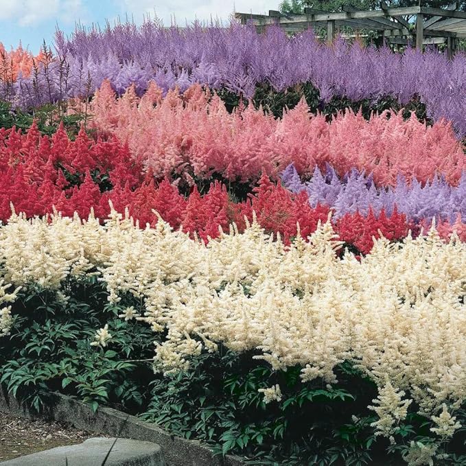 1000 Pcs Mixed Astilbe Seeds Perennial-Shade Tolerant Flower Seeds for Planting Vibrant Blooms in Moist Areas & Pollinator-Garden Borders Friendly with High Germination Rate