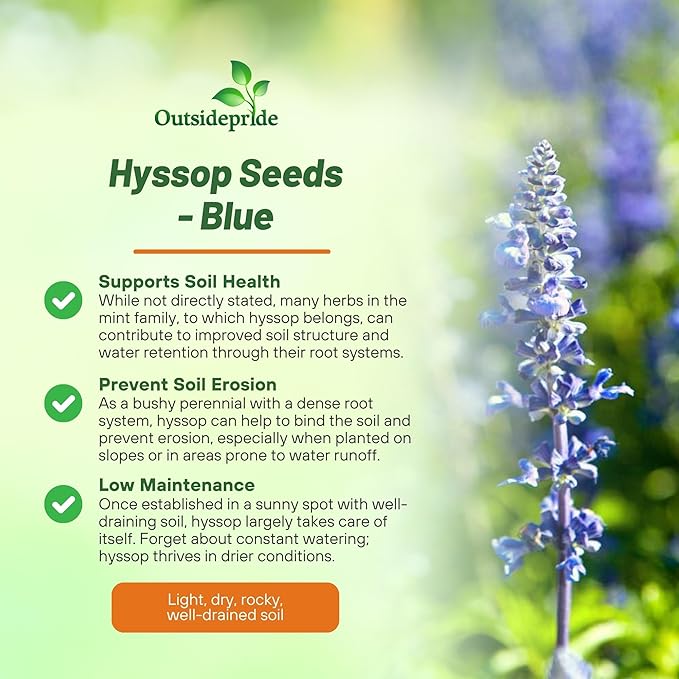 Outsidepride Blue Hyssop Seeds for Planting - 2000 Pcs Perennial Herb Garden Seeds with Fragrant Blooms Attractive to Pollinators, for Small Gardens, Containers, & Xeriscaping