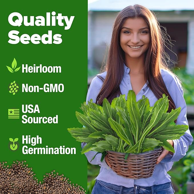 HOME GROWN Non GMO Culantro Seeds 360 Herb Seeds for Planting Non-GMO Heirloom Variety, Robust Flavor, Thrives in Heat, Grows Indoors or Outdoors, Cilantro Substitute (Eryngium Foetidum)