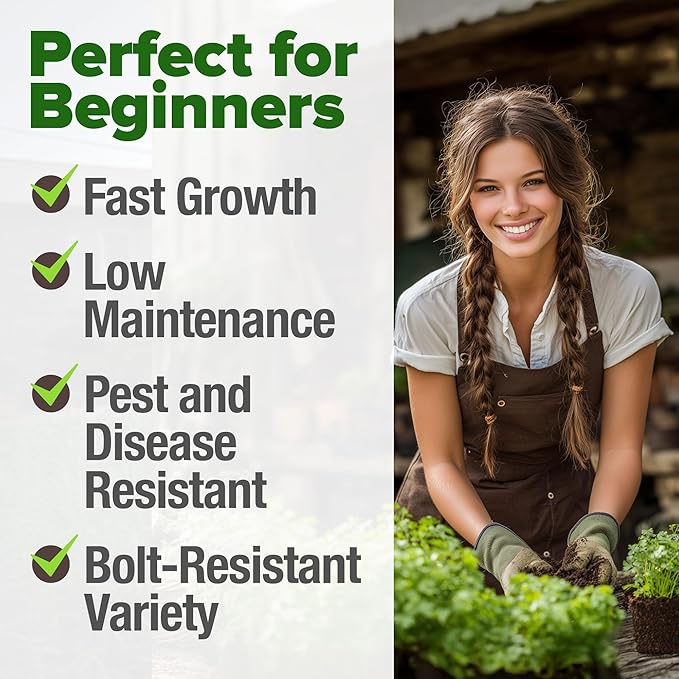 HOME GROWN Non GMO 500+ Cilantro Seeds for Planting Indoors or Outdoors - Heirloom Coriander Seeds, Grow Your Own Cilantro Plant - Culinary Herb Seeds for Your Herb Garden