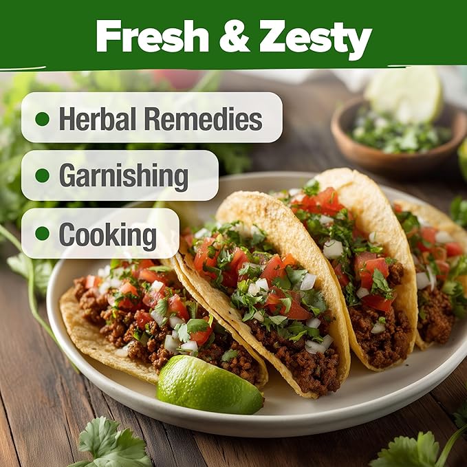 HOME GROWN Non GMO 500+ Cilantro Seeds for Planting Indoors or Outdoors - Heirloom Coriander Seeds, Grow Your Own Cilantro Plant - Culinary Herb Seeds for Your Herb Garden