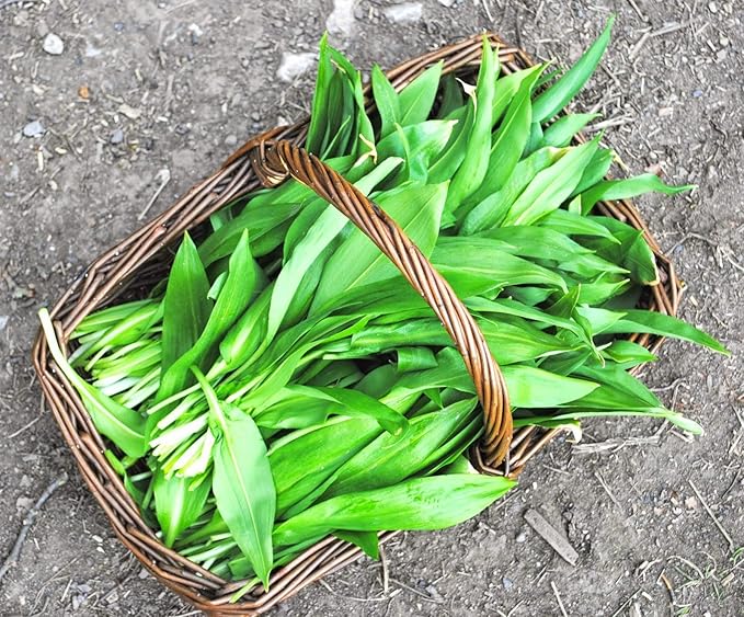 Seeds Herb Ramsons (Wild Garlic) - 50 Seeds